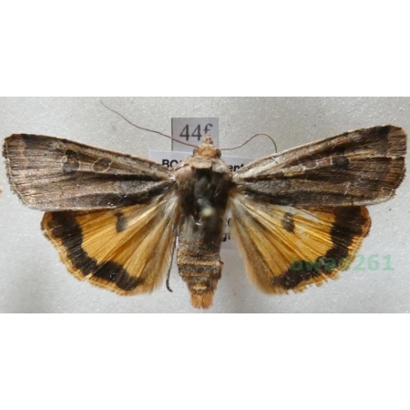 Noctua orbona (Hufnagel, 1766) Rolnica sierotka Czech44f